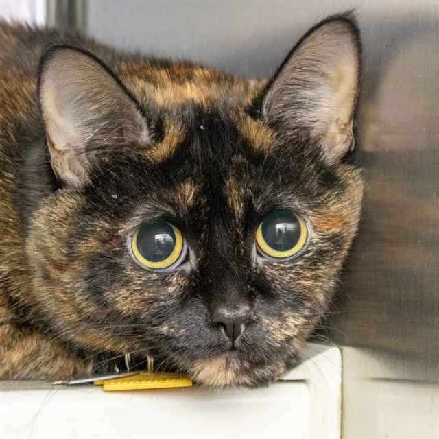 SKITTLES - Domestic Short Hair available for adoption