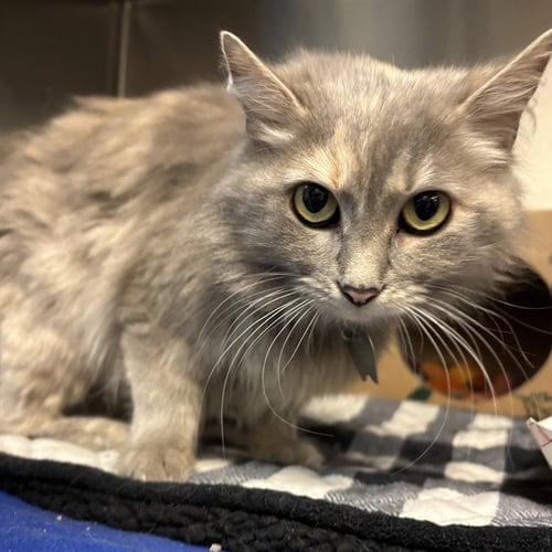 LEMON - Domestic Medium Hair available for adoption