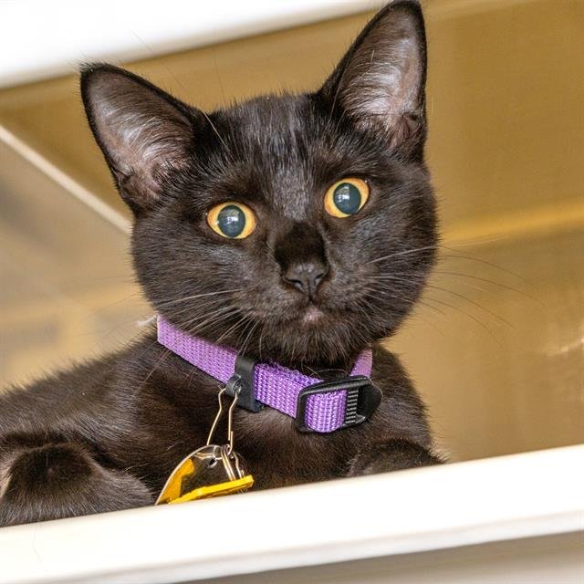 TWILIGHT - Domestic Short Hair available for adoption