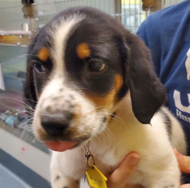 QUESADILLA - English Coonhound / Queensland Heeler available for adoption