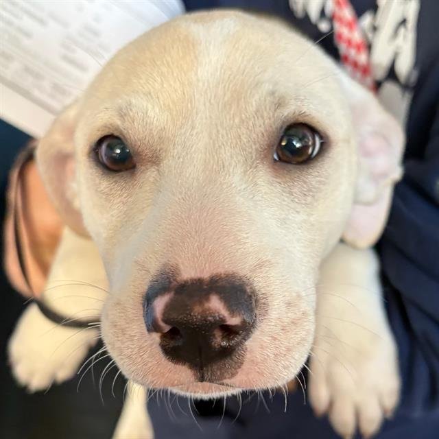 DANDY - Labrador Retriever available for adoption