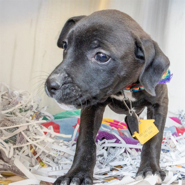 BETTY - Catahoula Leopard Dog available for adoption