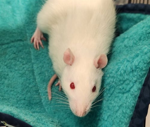 RED - Rat available for adoption