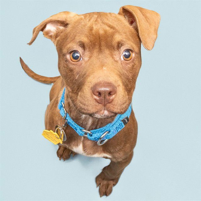 FLORENCE - Pit Bull Terrier available for adoption