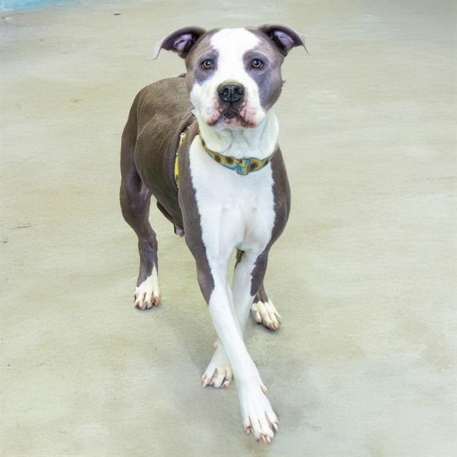 NEFFI - Staffordshire Bull Terrier available for adoption