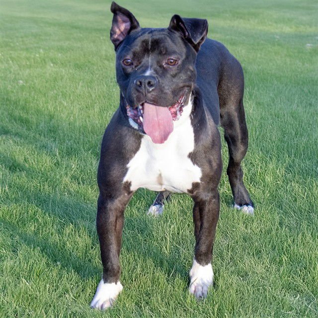 SNOOP - Pit Bull Terrier available for adoption