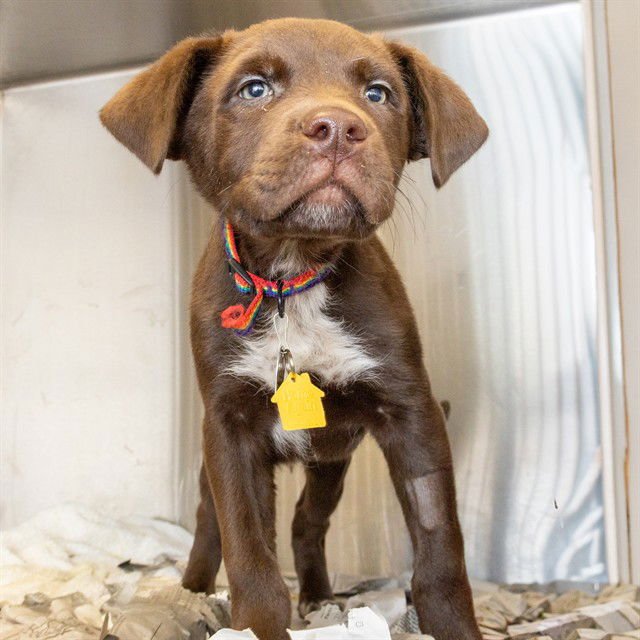 ROCK - Labrador Retriever / Australian Cattle Dog/Blue Heeler available for adoption
