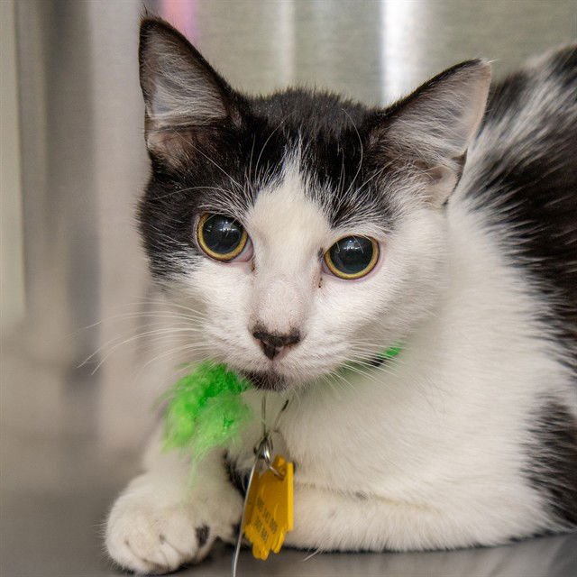 CHEX - Domestic Short Hair available for adoption