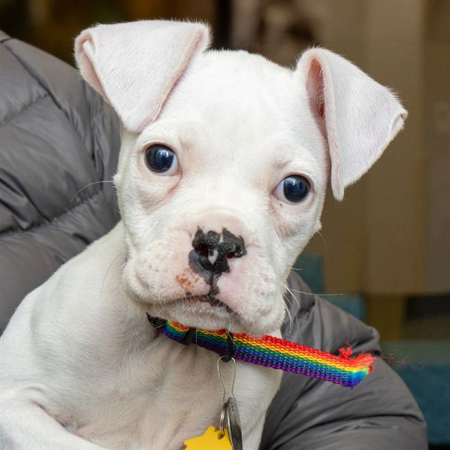 BINGO - Boxer available for adoption