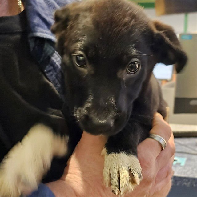 LYLA - Labrador Retriever available for adoption