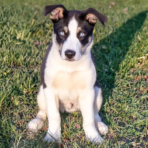 BLAZE - Siberian Husky / Labrador Retriever available for adoption