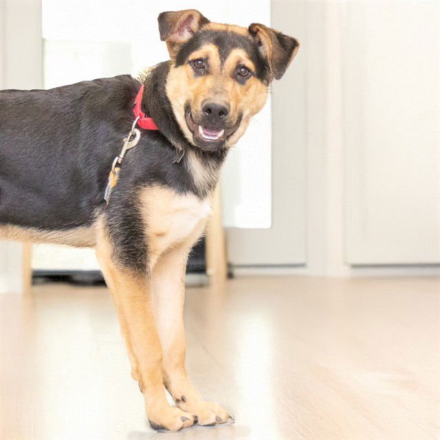 PICKLES - German Shepherd Dog available for adoption