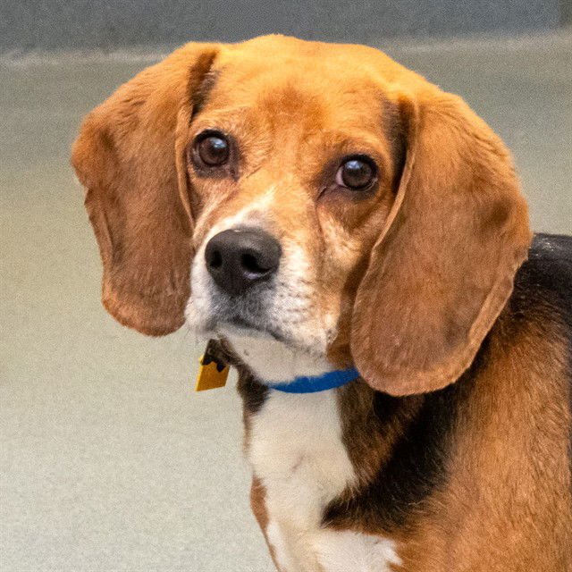 BEAU - Beagle available for adoption