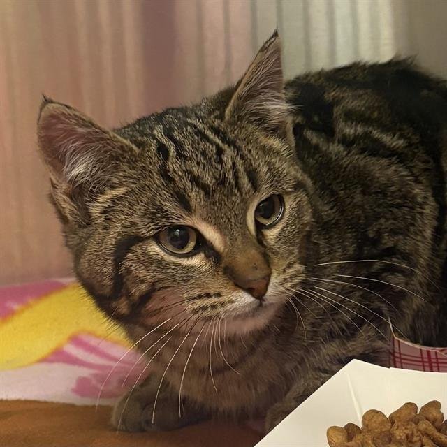 MARCUS - Domestic Short Hair available for adoption