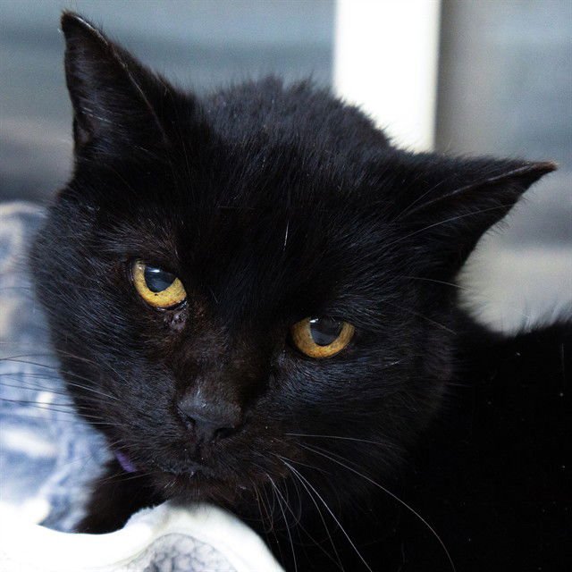 JADE - Domestic Short Hair available for adoption