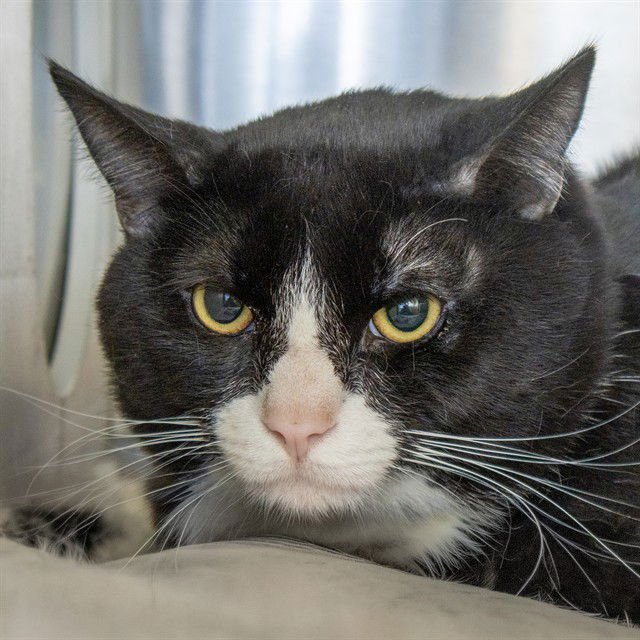 OATMEAL - Domestic Short Hair available for adoption