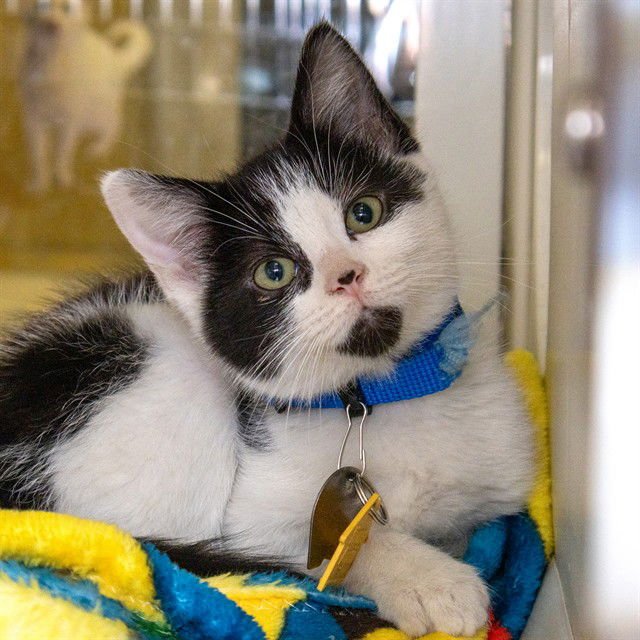 SONNY - Domestic Short Hair available for adoption