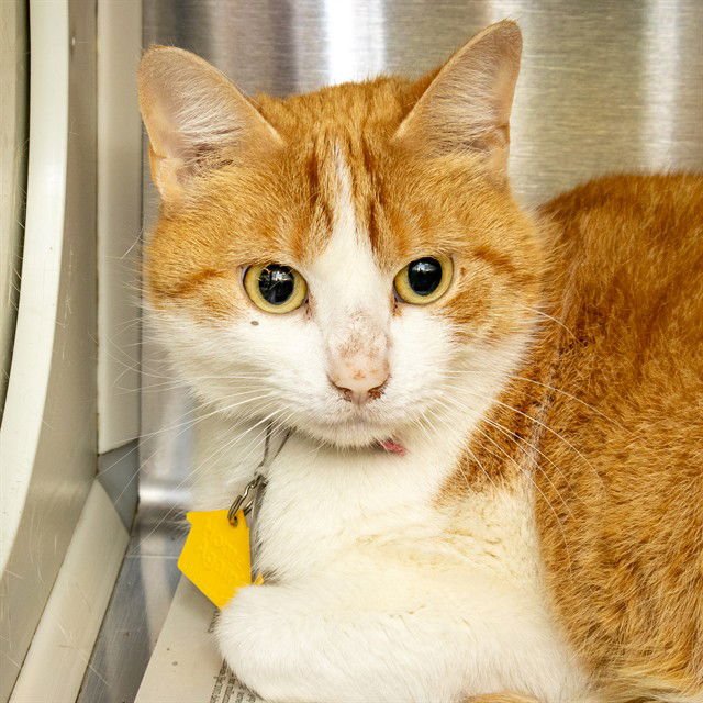 CALLIOPE - Domestic Short Hair available for adoption