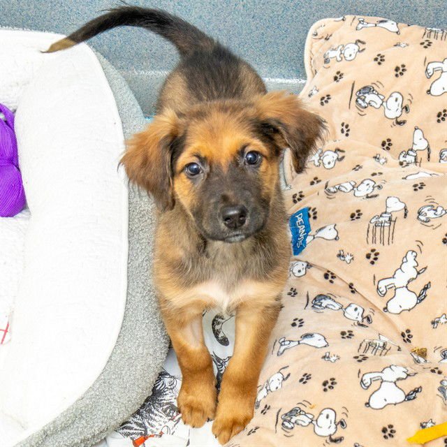 TAQUITO - English Coonhound / Queensland Heeler available for adoption