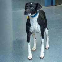 CALYPSO - Photo 1