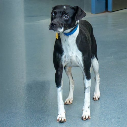 CALYPSO - Beagle available for adoption