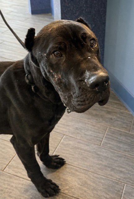 BARNABY - Cane Corso Mastiff available for adoption