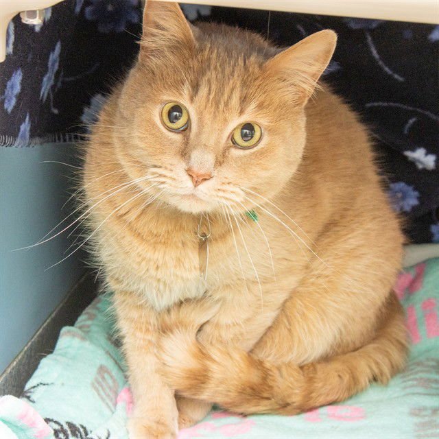 RALPH - Domestic Short Hair available for adoption