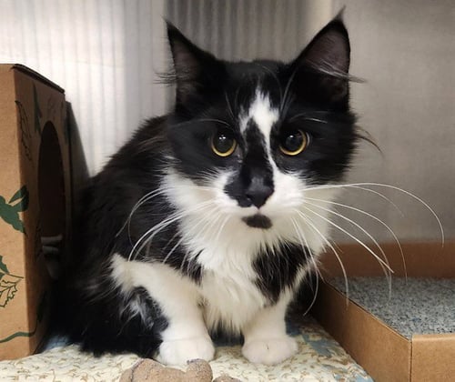 WESKER - Domestic Medium Hair available for adoption