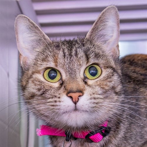 STORMY - Domestic Short Hair available for adoption