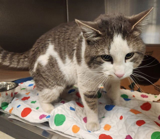 PROFESSOR NUBBINS - Domestic Short Hair available for adoption