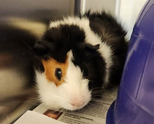 DOUGLAS - Guinea Pig available for adoption