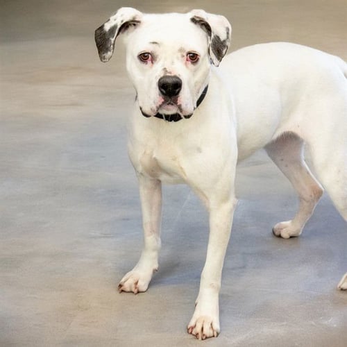 MAUI - Boxer available for adoption