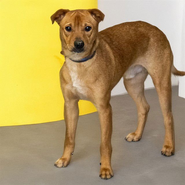 DEKU - Australian Shepherd / Chihuahua available for adoption