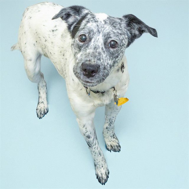 PETER - Queensland Heeler available for adoption