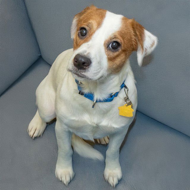 POSEY - Queensland Heeler available for adoption