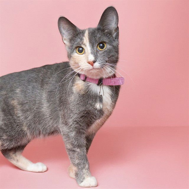 JUNE - Domestic Short Hair available for adoption