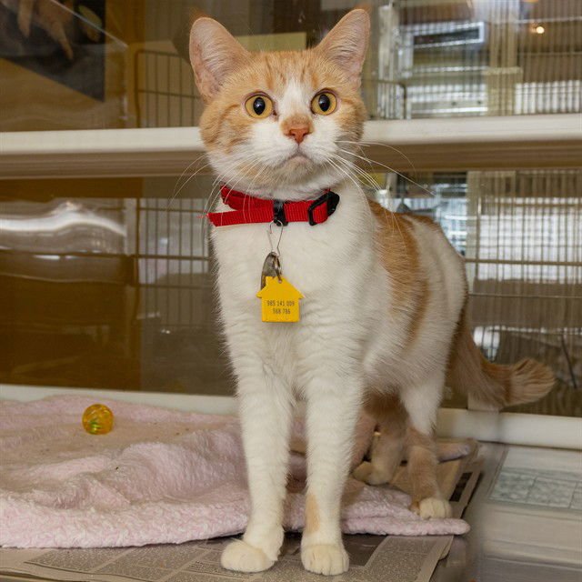 EMILY BUTTONS - Domestic Short Hair available for adoption