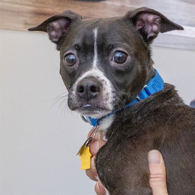 BO - Boston Terrier / Parson Russell Terrier available for adoption