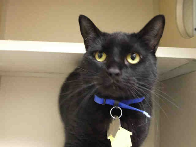 JADE - Domestic Short Hair available for adoption