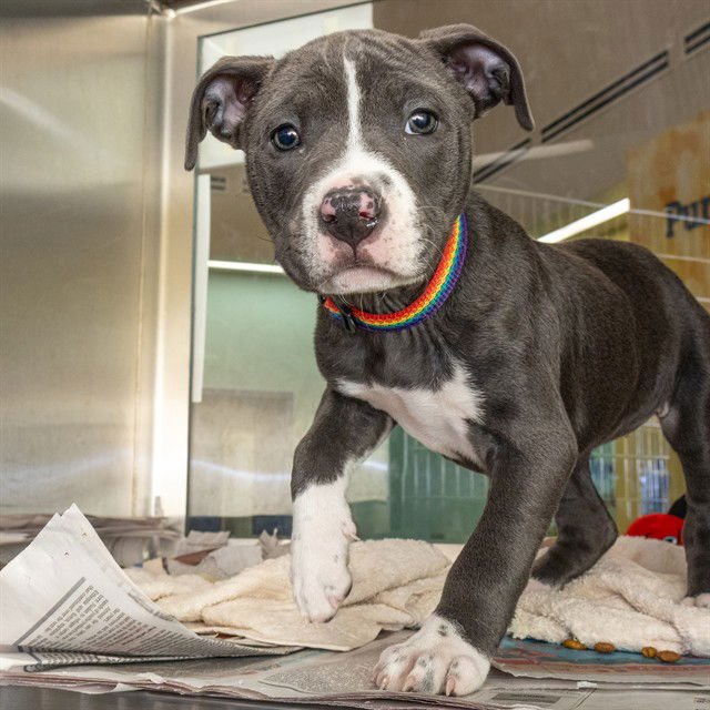 EVANGELINE - Pit Bull Terrier available for adoption