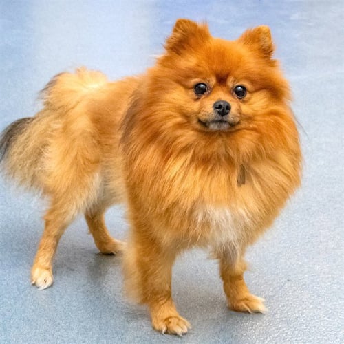 FERGIE - Pomeranian available for adoption