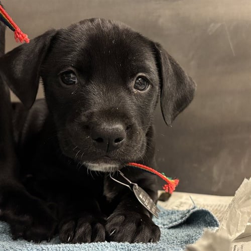 SUSIE CARMICHAEL - Labrador Retriever available for adoption