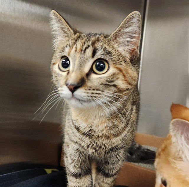 TWEETY BIRD - Domestic Short Hair available for adoption