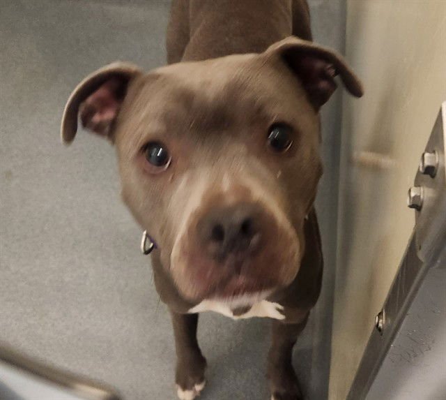 RAIN - Pit Bull Terrier available for adoption