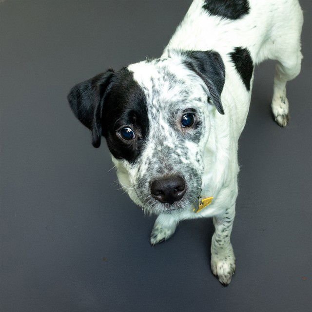 PAYTON - Queensland Heeler available for adoption