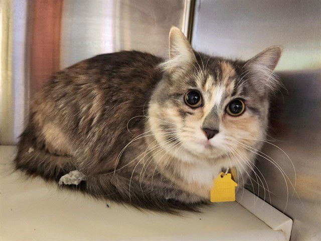 SASHA - Domestic Medium Hair available for adoption