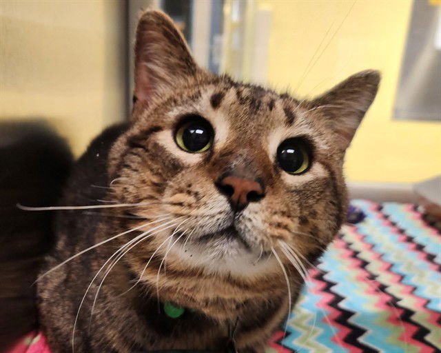 KEANU - Domestic Short Hair available for adoption