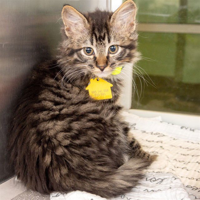 SOPHIA - Domestic Medium Hair available for adoption