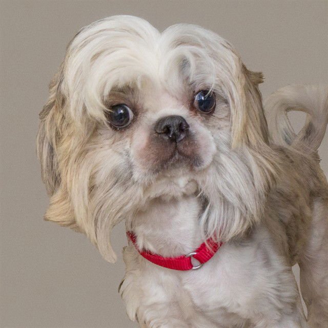 DUCHESS - Shih Tzu available for adoption