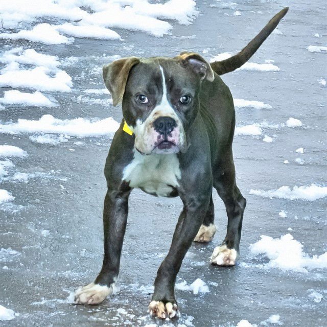 COSMO - Pit Bull Terrier available for adoption